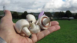 Agaricus_campestris_AWP_20220927.thumb.JPG.015d881d626ea77e8f1a680910a6e94b.JPG