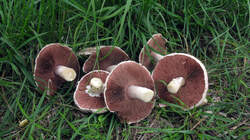 Agaricus_campestris_AWP_20220929_.thumb.JPG.034e4a58c2f83d9487c6d233d12f288b.JPG