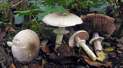 Agaricus_moelleri_AWP_20221001.thumb.JPG.ca821ba2383361bfed110b184c546244.JPG