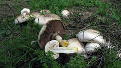 Agaricus_xanthodermus_2_AWP_20220927.thumb.JPG.ee19aefa290a0507cb76c2d99dcf2c97.JPG