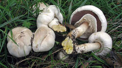 Agaricus_xanthodermus_2_AWP_20220929.thumb.JPG.a37827acb2d5fba9efd876acafc7ab48.JPG