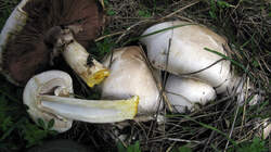 Agaricus_xanthodermus_3_AWP_20220927.thumb.JPG.404438df873d0ba2ba466e2dfae8ee7a.JPG