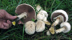 Agaricus_xanthodermus_3_AWP_20220929.thumb.JPG.854056a2fb8ed35c4efe833025fcb0d4.JPG