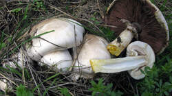 Agaricus_xanthodermus_AWP_20220927.thumb.JPG.ea5ea36119cf1cab317f9a3156856773.JPG