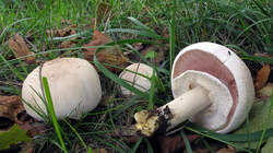 Agaricus_xanthodermus_AWP_20220929.thumb.JPG.c11687909bdf0de22371773dfd745811.JPG