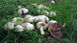 Agaricus_xanthodermus_AWP_20221003.thumb.JPG.3822236ef6e7b91f99c7845ba278eadd.JPG