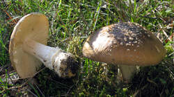 Amanita_pantherina.thumb.jpg.420ac8f2680dd21de59e5ac5a8652266.jpg