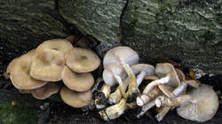 Armillaria_cepistipes_2_AWP_20221011.thumb.JPG.395048cfbc7e7eb518acf478a873b33b.JPG