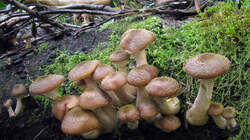 Armillaria_cepistipes_3_AWP_20221011.thumb.JPG.1b06396ea93e1359123d13eac75b55b5.JPG