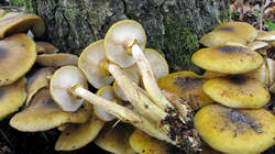 Armillaria_mellea_3_AWP_20221023.thumb.JPG.ce925f88843d34c53eb6e06564253d27.JPG