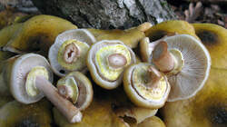 Armillaria_mellea_6_AWP_20221023.thumb.JPG.e3eeefb2dd253e757b31843ff6353b1e.JPG