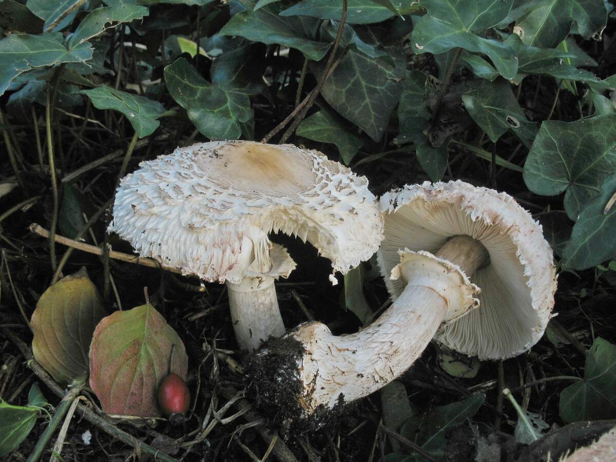 Зонтик свинцовошлаковый (Chlorophyllum molybdites)