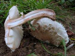 Chlorophyllum_brunneum_3_AWP_20121014.thumb.jpg.a70b6fc9c3ba11a2d078b1dd973aacd7.jpg