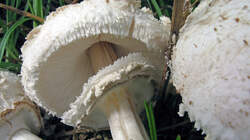 Chlorophyllum_brunneum_4_AWP_20220927.thumb.JPG.e64e4e8e28f6c615674ce2ffaf393b89.JPG