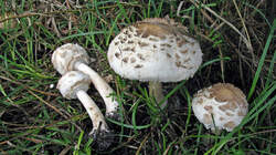 Chlorophyllum_brunneum_AWP_20220927.thumb.JPG.472aaf4a9860e6fac009879ae5c94427.JPG