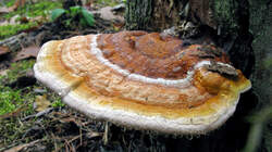 Fomitopsis_pinicola_2_AWP_20221023.thumb.JPG.eba1af843b5e095d61a758e32baf31c3.JPG