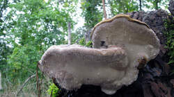 Fomitopsis_pinicola_AWP_20220927.thumb.JPG.bd8455f343ee9e887ddcdb07d87475b5.JPG