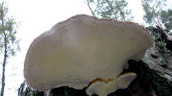 Fomitopsis_pinicola_AWP_20221023.thumb.JPG.f90acc09a3ebd4661d42f8292c3ebadc.JPG