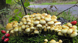 Hypholoma_fasciculare_2_AWP_20220927.thumb.JPG.c553b33868df0412cf7fdc7f800d5f25.JPG