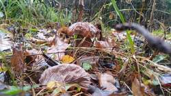 IMG-20221029-WA0001.jpeg