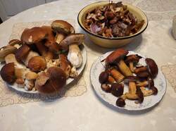 IMG_20221019_152649_1.jpg