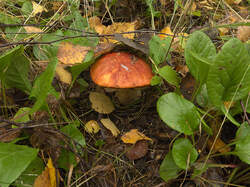 IMG_4714.thumb.jpg.ca5daba3d271fe00ff75762dbdfbc50f.jpg