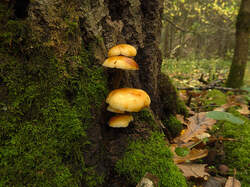 IMG_4719.thumb.jpg.2bf3adcae7acc64514ad191e9a3151b4.jpg