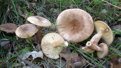 Lactarius_quietus_2_AWP_20221009.thumb.JPG.a6d10b069af5fb1dd47174c8389323b1.JPG