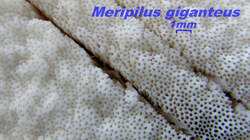 Meripilus_giganteus_Sporen_AWP_20221019_.thumb.JPG.104485a44b332fff41abfcb7f2a2cc69.JPG