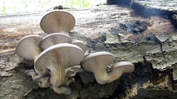 Pleurotus_ostreatus_2_AWP_20220927.thumb.JPG.de9fd82d6f0630a2eddafa5d13e5d790.JPG