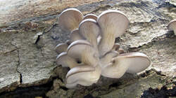 Pleurotus_ostreatus_3_AWP_20220927.thumb.JPG.3b35505e8d50971fcbb4fe600602bf7d.JPG