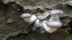 Pleurotus_ostreatus_6_AWP_20220927.thumb.JPG.13152507d00503b0477c0d3d995036f5.JPG