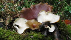 Polyporus_badius_AWP_20120925.thumb.JPG.c9d6d5b57eeebd95f0ff7552b9e7c697.JPG