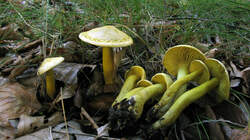 Tricholoma_sulphureum_AWP_20221005.thumb.JPG.d83a9828f8aa80d167bebe51204ed843.JPG