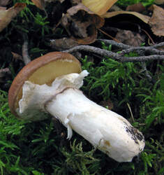 ButterPilz.thumb.JPG.fea5ae653c07c2130bbe10d22612d96a.JPG