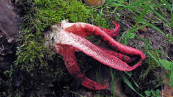 Clathrus_archeri.thumb.JPG.77e7461521941c60d3747923376e3219.JPG