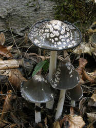 Coprinopsis_picacea_AWP_20221103.thumb.JPG.a2657256e57171c94a522c6ff446b1f9.JPG
