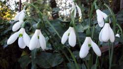 Galanthus_elwesii_AWP_20221124.thumb.JPG.b1f2e819361df4f7704ed1260f1afa8f.JPG