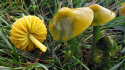 Hygrocybe_.thumb.jpg.40fd69b8c0e4ac5367c0e99317d26850.jpg