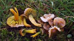 Hygrocybe_psittacina_AWP_20171117.thumb.JPG.4793d31e04f9fafe4aabaf89563f4b82.JPG