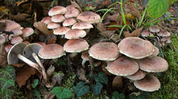 Hypholoma_lateritium_AWP_20221101.thumb.JPG.295a629f0ba441aa03c458a0f8e2bbf5.JPG