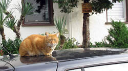 IMG_8219.thumb.JPG.ec50df01a6e04b4a23f0d52a36b3a684.JPG