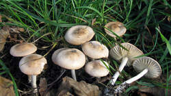 Openok_lugovoi.thumb.JPG.6fac68a5bd2673429b512aec26033022.JPG