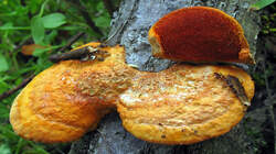 Pycnoporus_cinnabarinus_AWP_20221103.thumb.JPG.ca30d6b533d1c0d150453ba4d5cd1158.JPG
