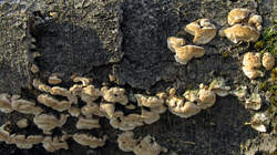 Trametes_versicolor_AWP_20221101_.thumb.JPG.56472d8cc047fd62f82ceca632a2e019.JPG