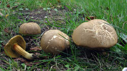 Xerocomus_subtomentosus_AWP_20221107.thumb.JPG.301523d8491a45c59f76ef47bbe603ab.JPG