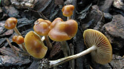 1132851905_Psilocybe_cyanescens__20221127.thumb.JPG.940bcdc86eadd35d47013bb55d775f42.JPG