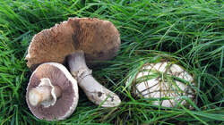 1333304458_Agaricus_macrosporus__20221125.thumb.JPG.7249ef42c90470780c451bb9f47b2ccf.JPG