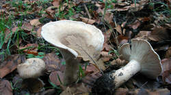 1371597828_Clitocybe_geotropa__20221203.thumb.JPG.70506d43ea843ffe9f3542dc39ebd3d7.JPG