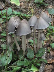 Навозник серый (Coprinopsis atramentaria) (2).jpg